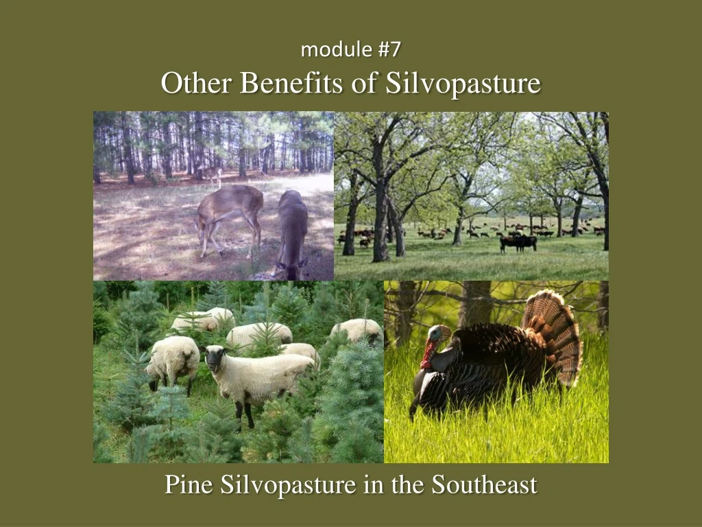 module 7 other benefits of silvopasture