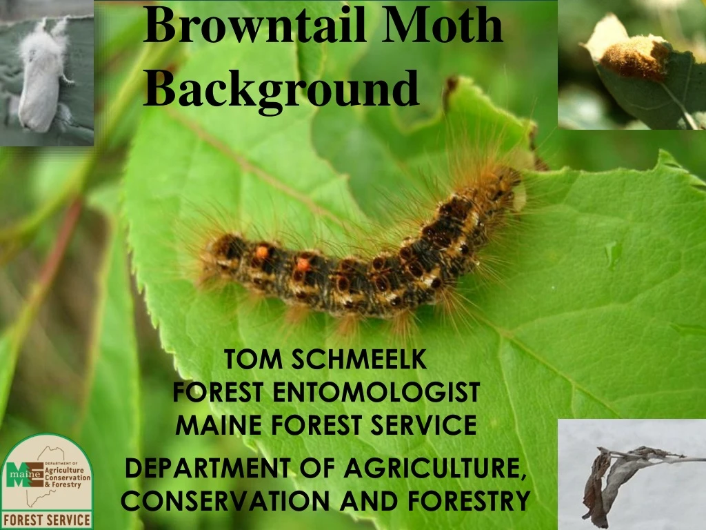 browntail moth background