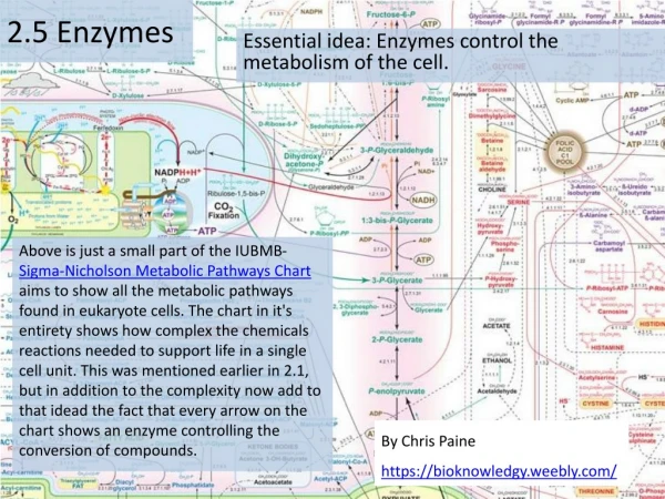 2.5 Enzymes