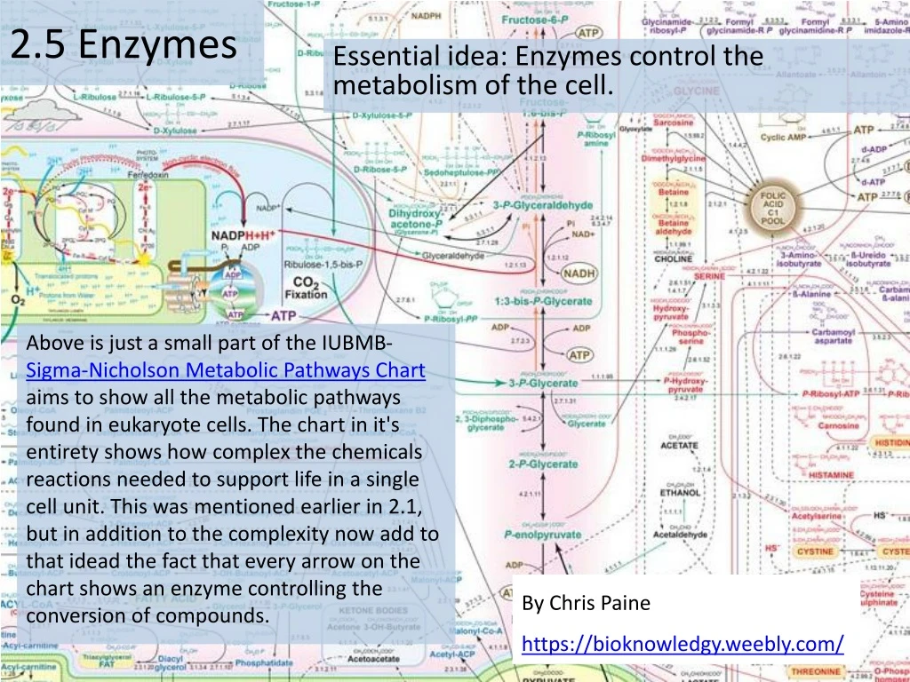 2 5 enzymes