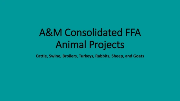 A&amp;M Consolidated FFA Animal Projects