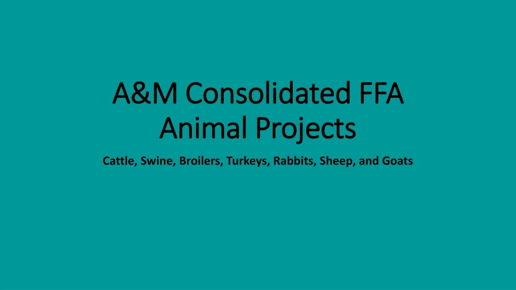 a m consolidated ffa animal projects