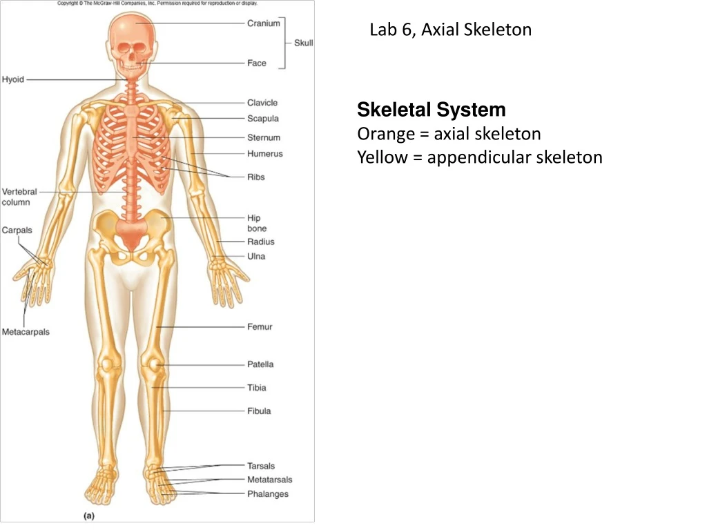 lab 6 axial skeleton