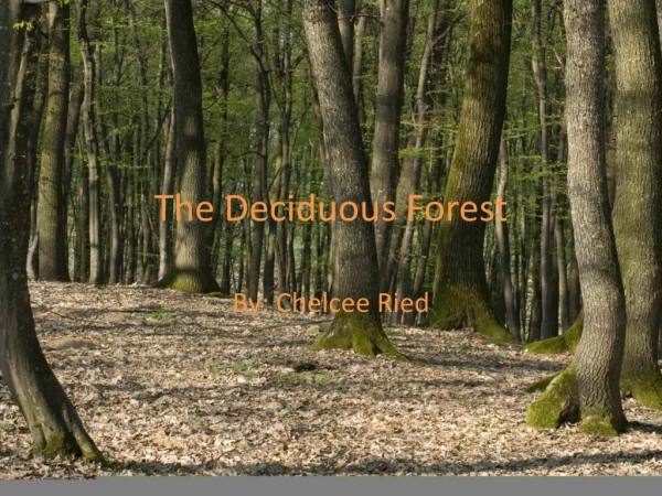 The Deciduous Forest