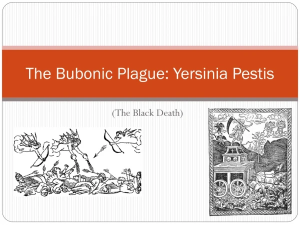 The Bubonic Plague: Yersinia Pestis