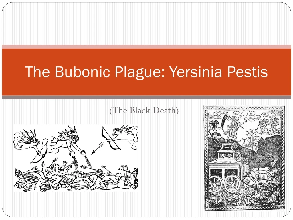 the bubonic plague yersinia pestis