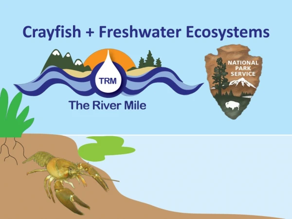 Crayfish + Freshwater Ecosystems