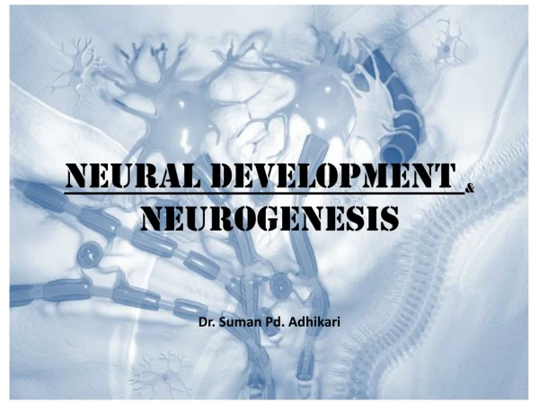 Neural development &amp; neurogenesis