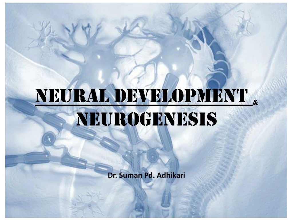 neural development neurogenesis