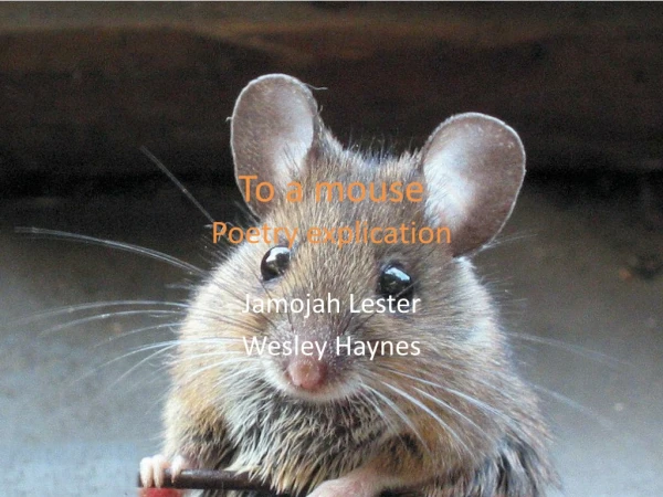 To a mouse Poetry explication