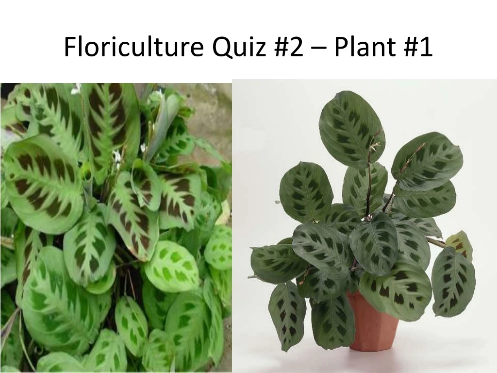 floriculture quiz 2 plant 1