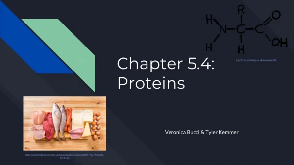 Chapter 5.4: Proteins