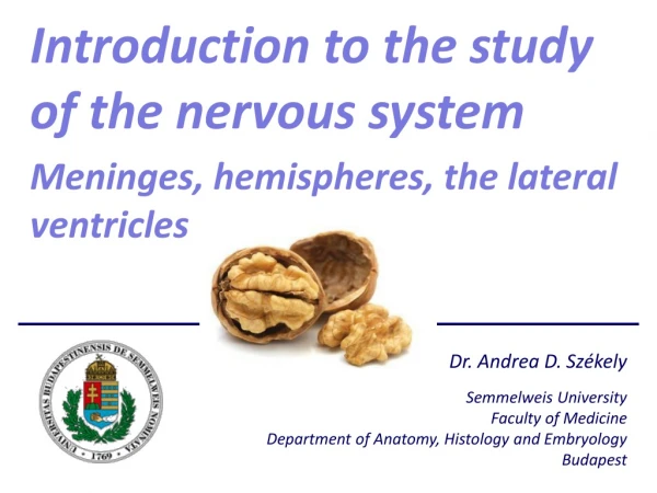 Introduction to the study of the nervous system Meninges , hemispheres, the lateral ventricles