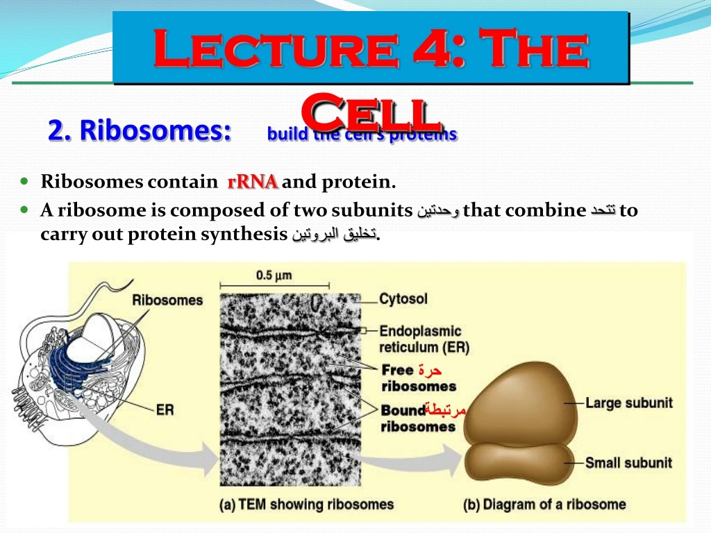 2 ribosomes build the cell s proteins