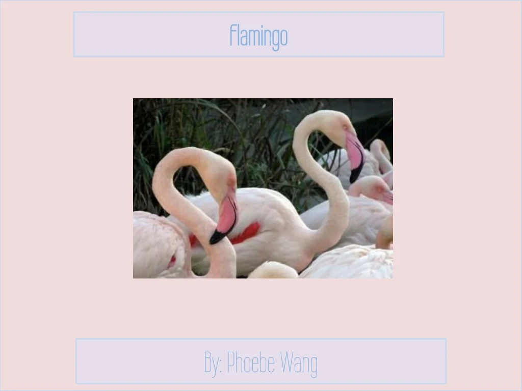 flamingo