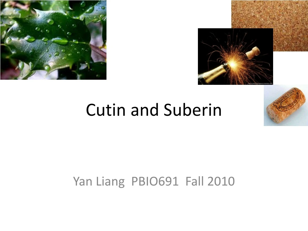 cutin and suberin