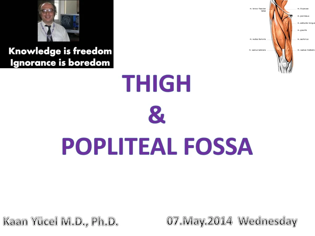 thigh popliteal fossa