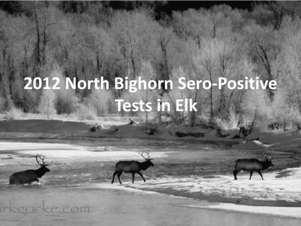 2012 North Bighorn Sero -Positive Tests in Elk