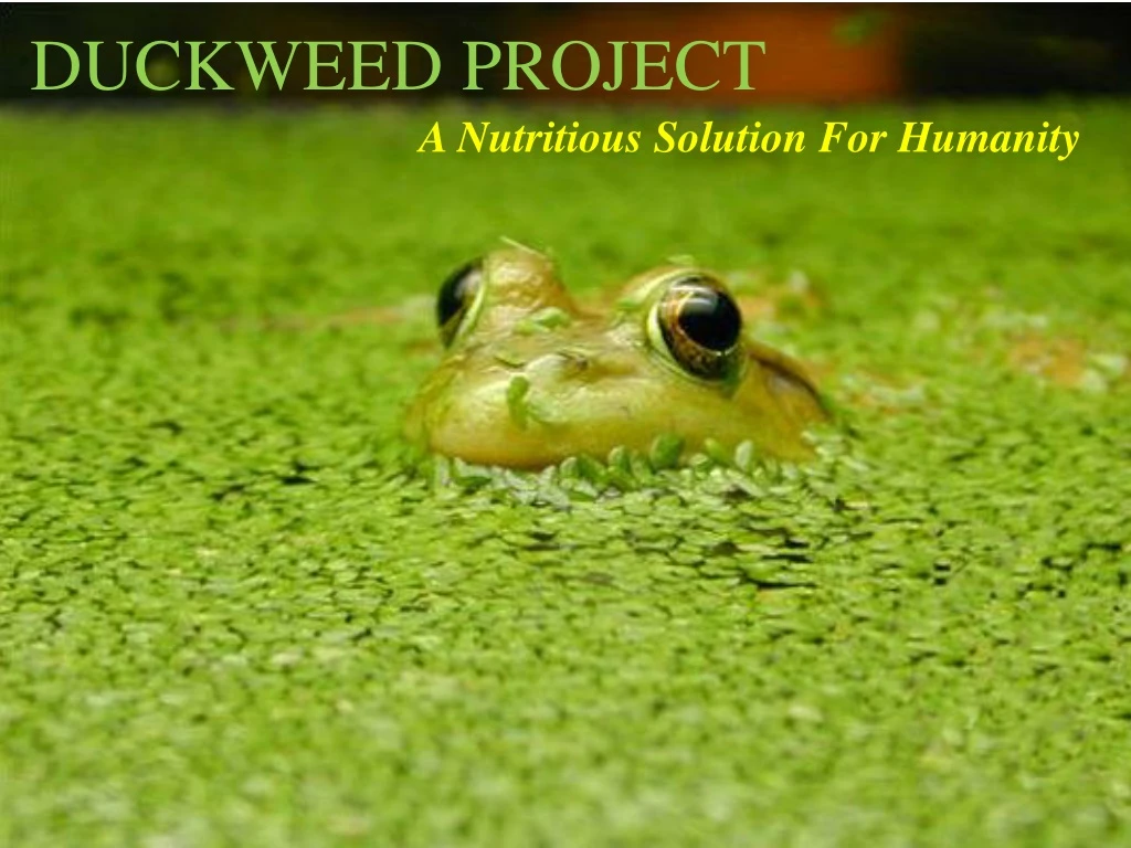 duckweed project