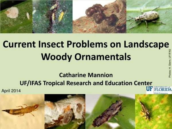 Current Insect Problems on Landscape Woody Ornamentals Catharine Mannion