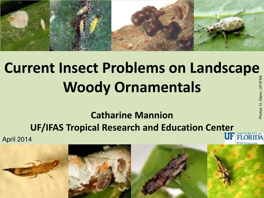 current insect problems on landscape woody