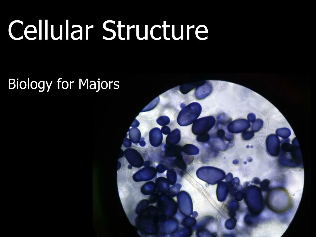 cellular structure