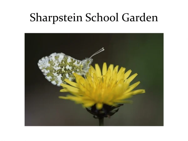 Sharpstein School Garden
