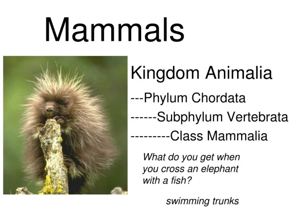 Mammals