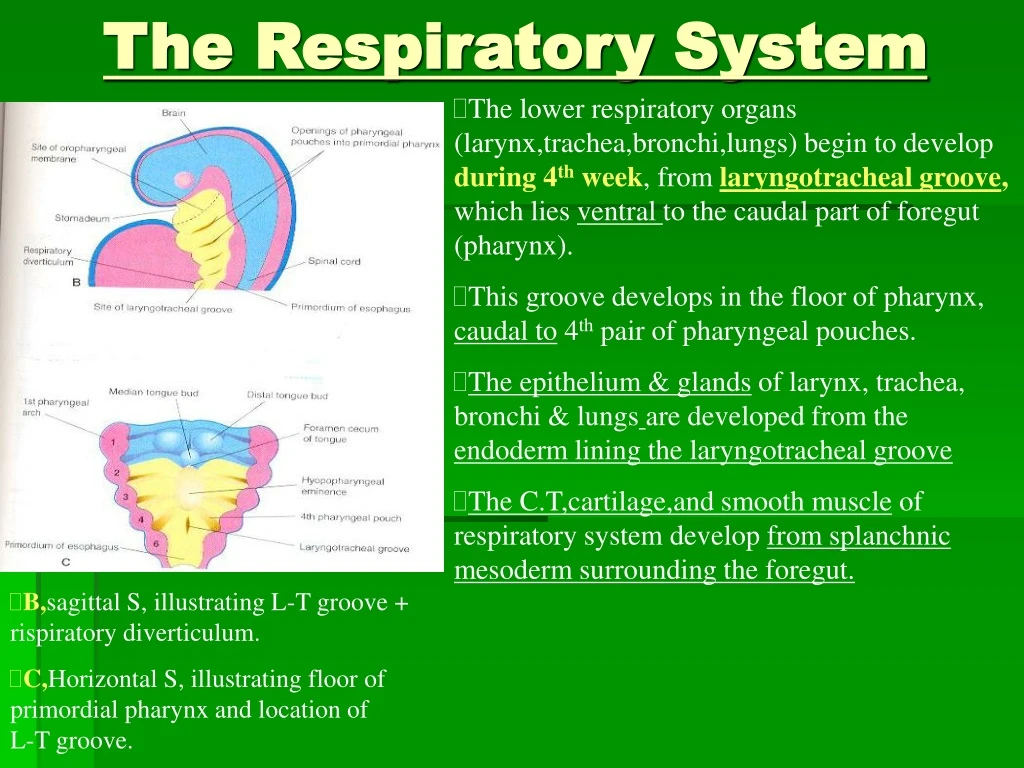 the respiratory system