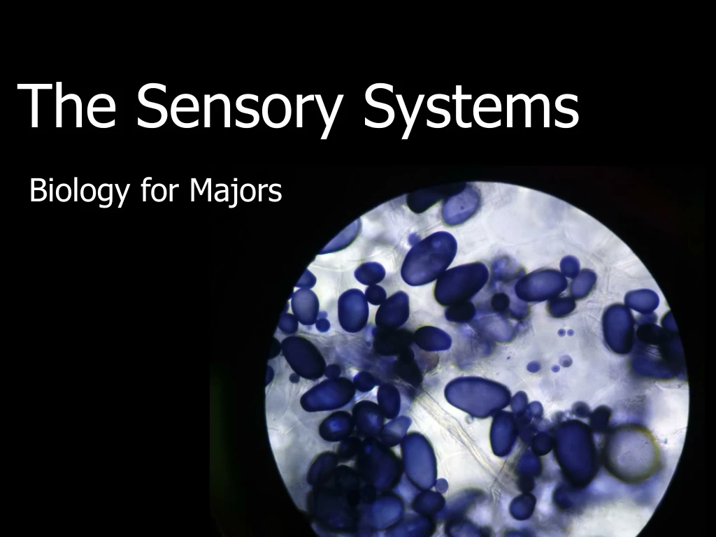 the sensory systems