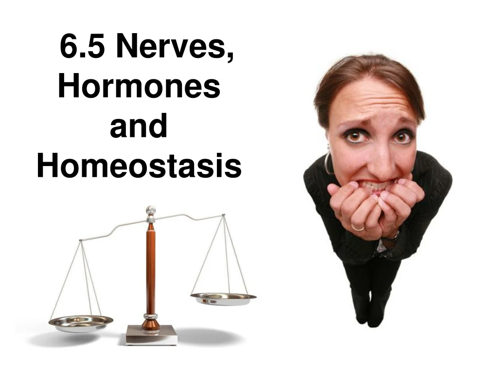 6 5 nerves hormones and homeostasis