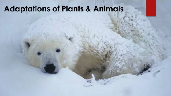 Adaptations of Plants &amp; Animals