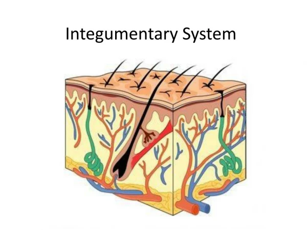 Integumentary System