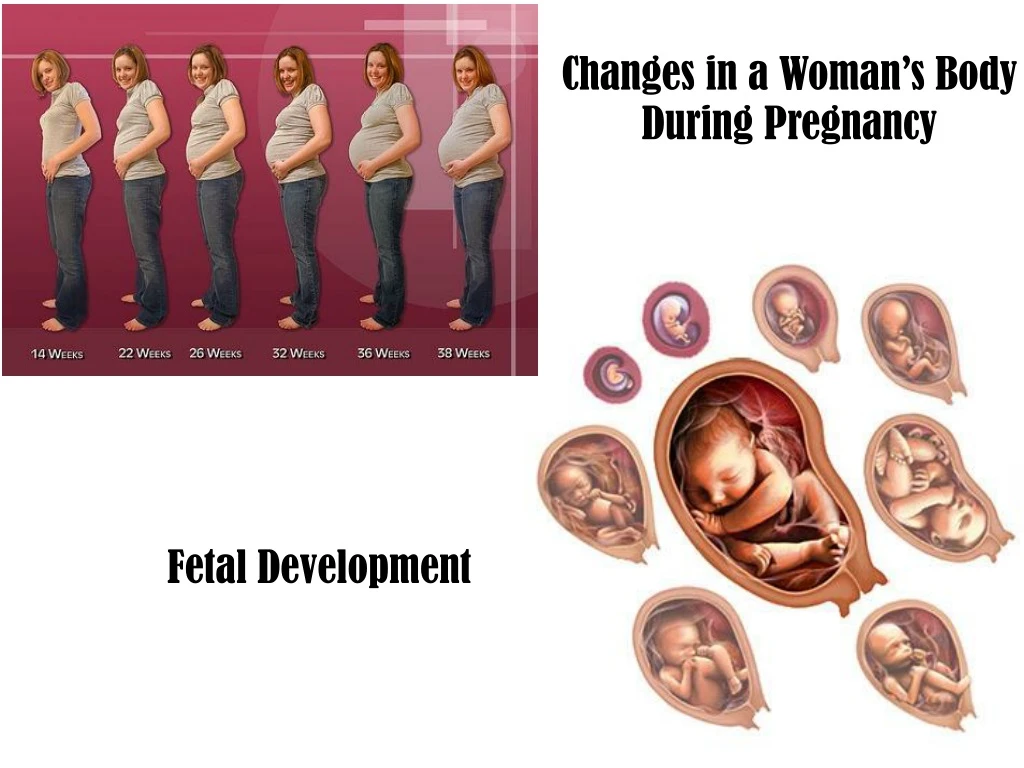 changes in a woman s body during pregnancy