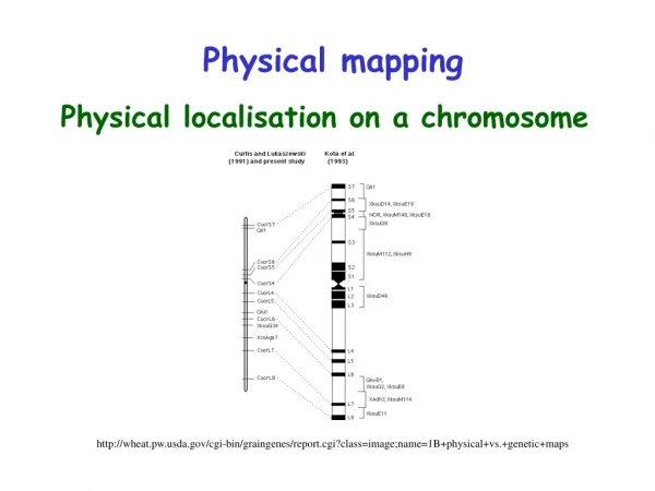 Physical mapping
