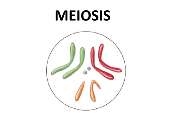 MEIOSIS