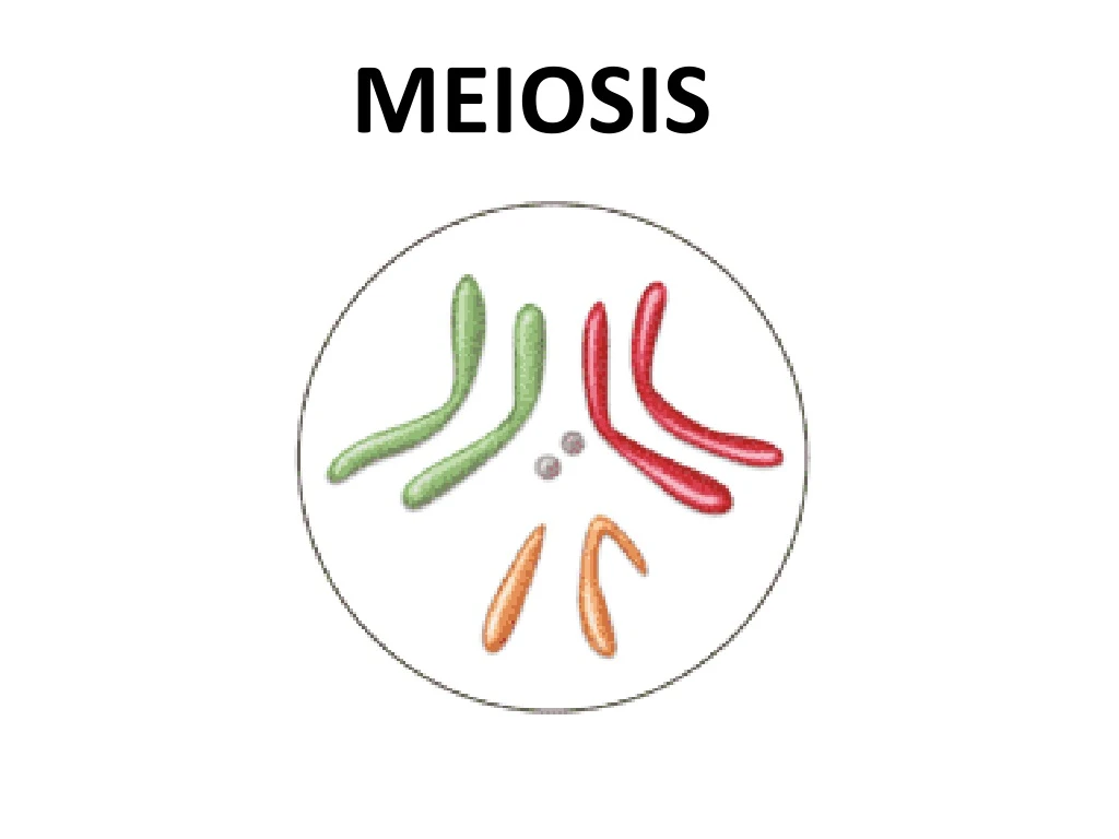 meiosis