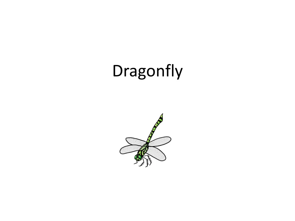 dragonfly