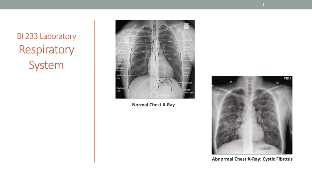 bi 233 laboratory respiratory system