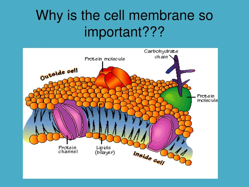 why is the cell membrane so important