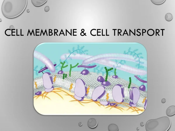 Cell Membrane &amp; Cell Transport