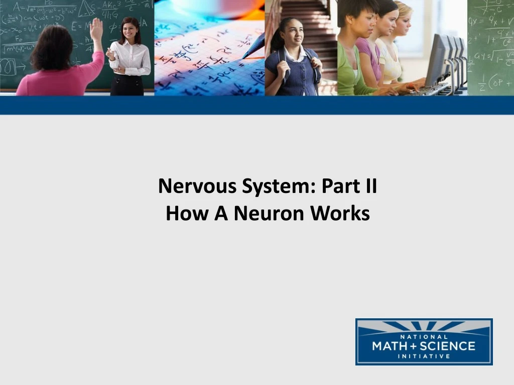 nervous system part ii how a neuron works