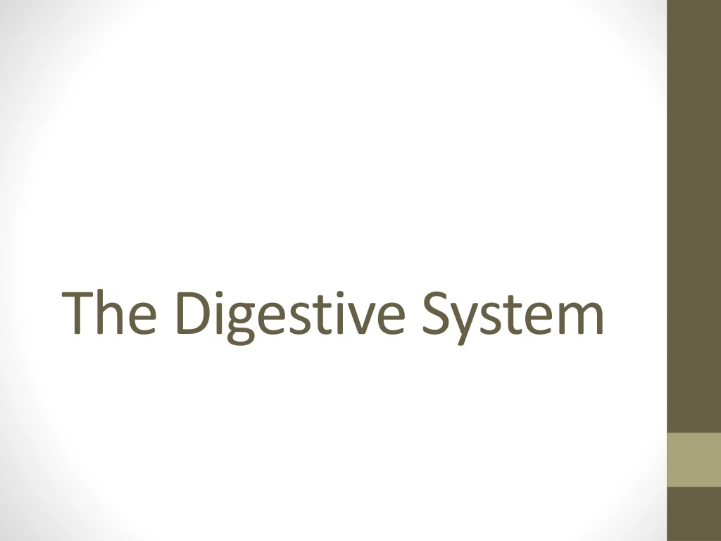 the digestive system