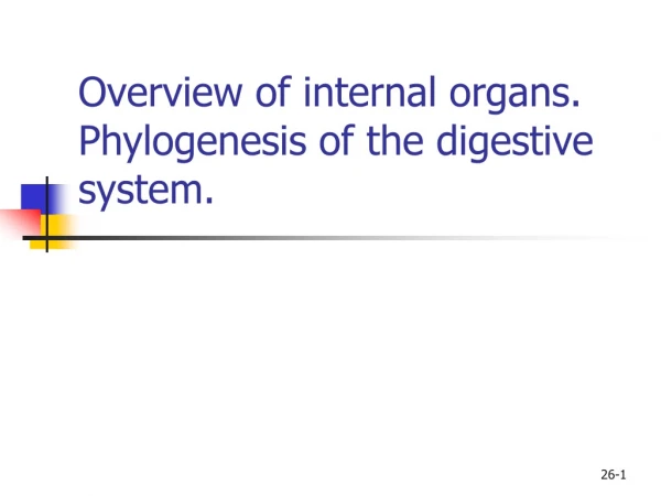 Overview of internal organs. Phylogenesis of the digestive system.