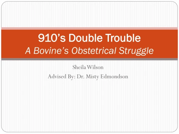 910’s Double Trouble A Bovine’s Obstetrical Struggle