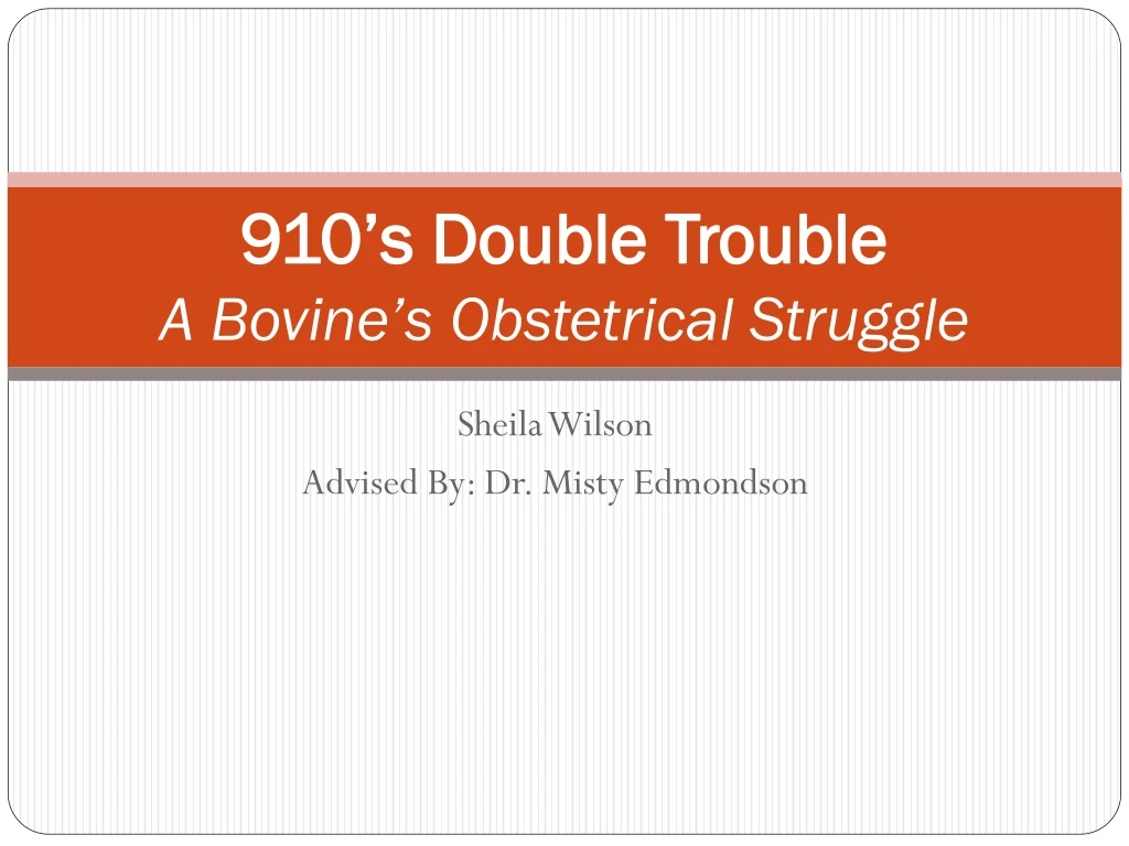 910 s double trouble a bovine s obstetrical struggle