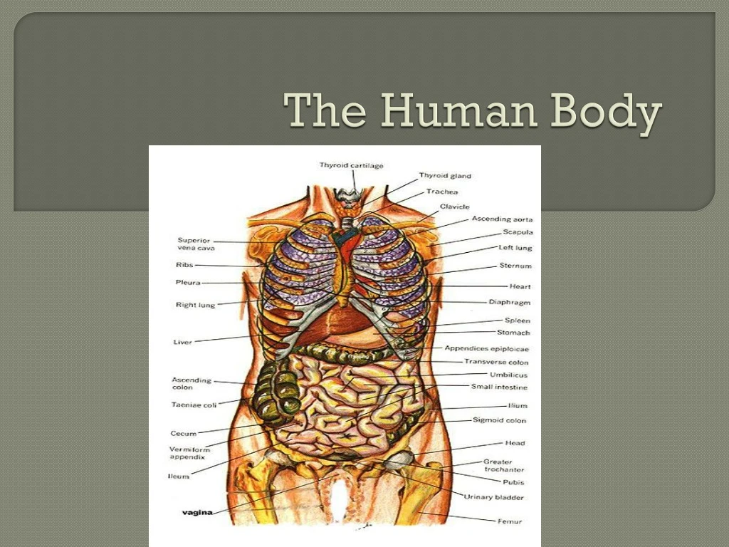 the human body