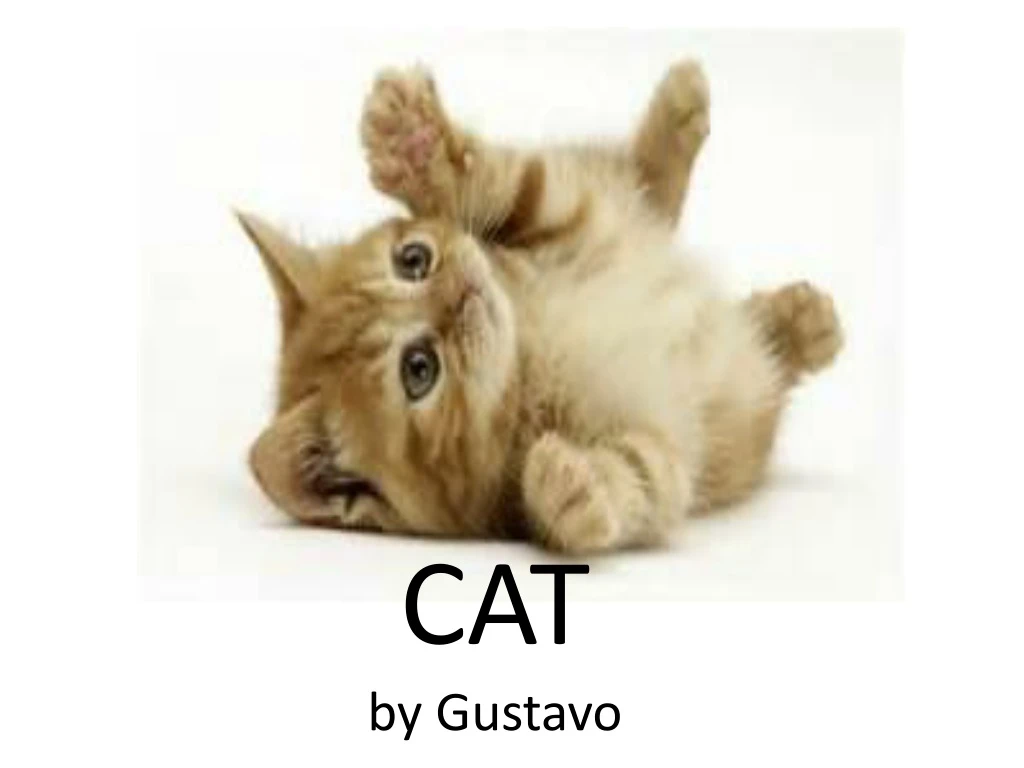 cat by gustavo