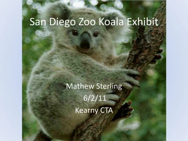 San Diego Zoo Koala Exhibit