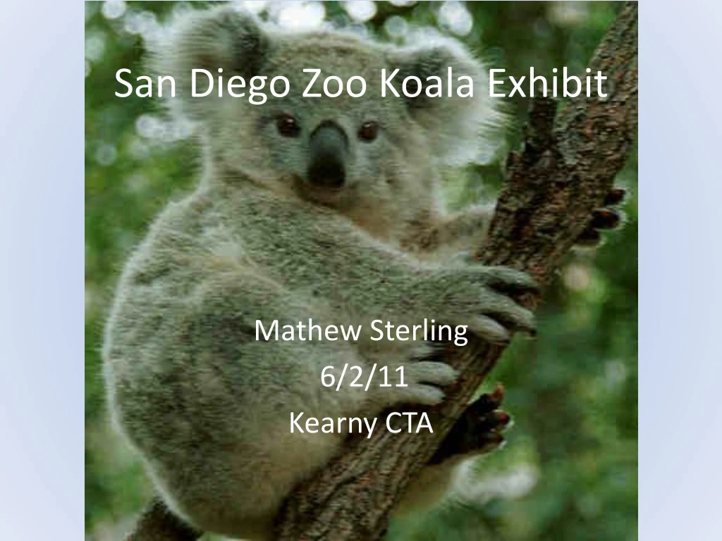 san diego zoo koala exhibit